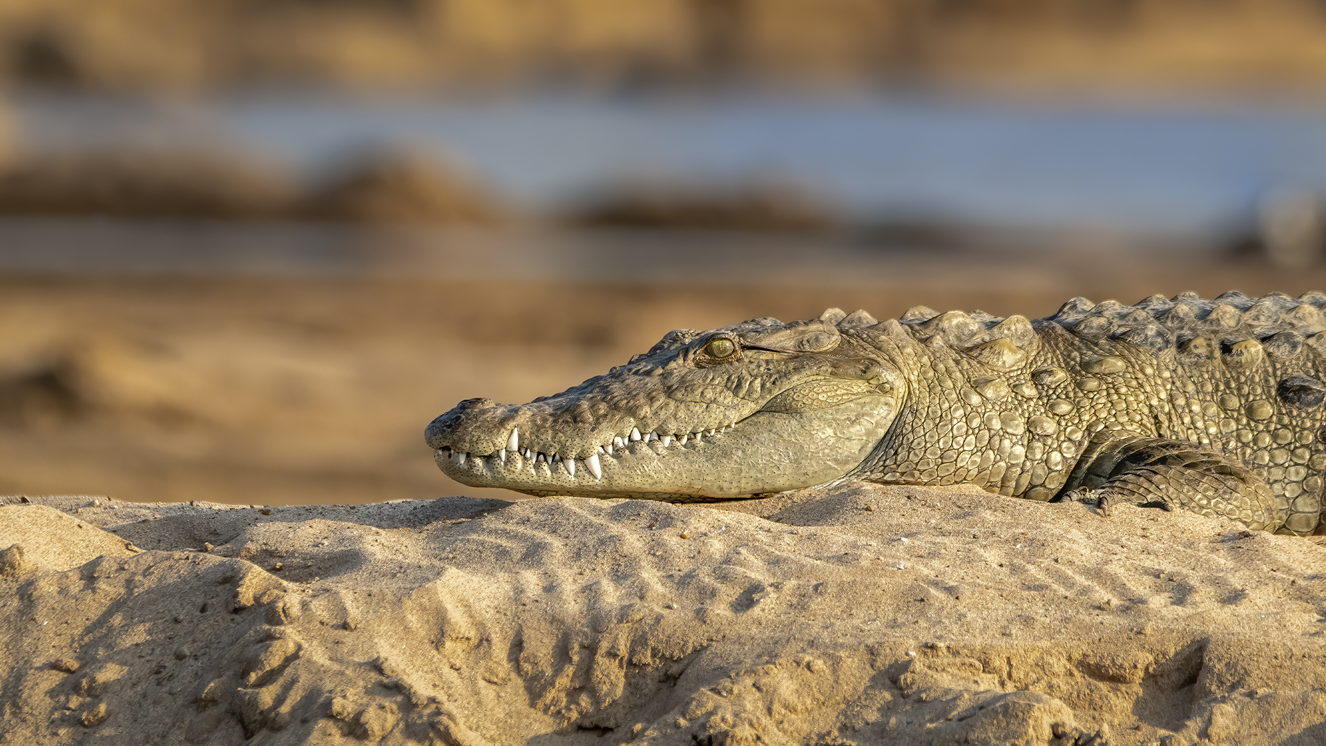 Get up close and personal with the Mugger crocodile at the National Chambal Sanctuary in India. WWW.NEJIBAHMED.COM .jpg